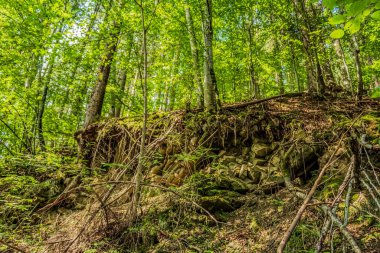 Yazın güzel yeşil orman ve yosun