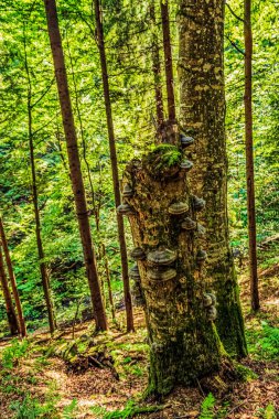 Czech Cumhuriyeti 'nin güzel ormanları