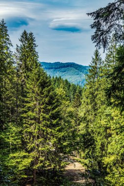 Yazın orman ve dağlar