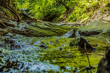 Ormanın güzel manzarası