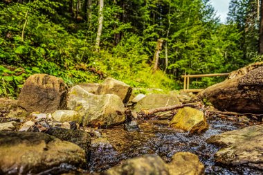 Ağaçlarla çevrili güzel bir nehir manzarası berrak bir gökyüzünün altında güneş ışığıyla