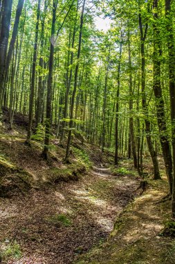 Dağlarda yeşil ve güzel bir orman