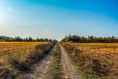 Ağaçlarla ve mavi gökyüzüyle güzel bir manzara.