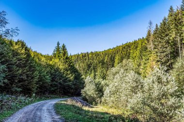 İğne yapraklı ormandan yol