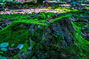Ormandaki ağaç gövdesinde eski yeşil yosun.