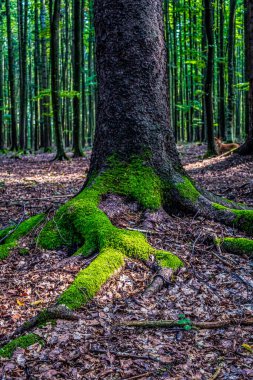Akşamları güzel bir orman