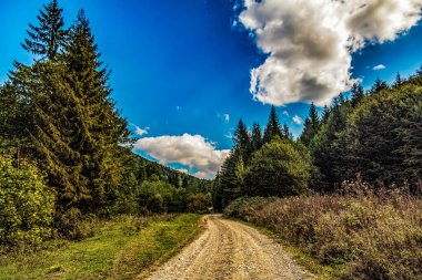 Karpat Dağları 'ndaki güzel bir ormandan geçen yol.