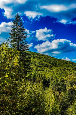 Dağ ormanı olan güzel bir manzara.