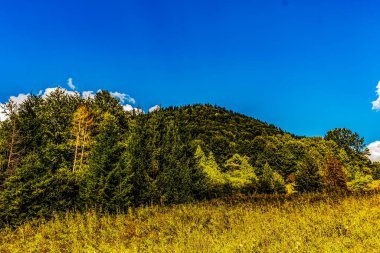Mavi gökyüzü arka plan üzerinde yeşil ağaçlar.