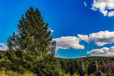 Dağlardaki bir ormanın manzarası