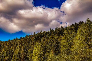 Ormanın güzel manzarası