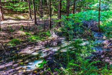 İlkbaharda orman ve dere