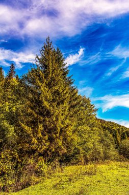 Ağaçları ve yeşil otları olan güzel bir manzara.