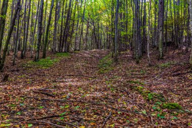 Ormandaki yeşil ormanın güzel bir görüntüsü.