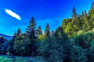 Güneşli bir günde yeşil orman ve ağaçların güzel bir görüntüsü.
