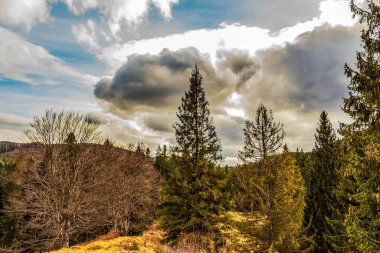 Ormanın güzel manzarası