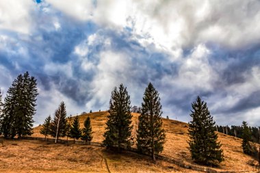 Bulutlu gökyüzünün altındaki ağaçların alçak açılı görüntüsü bir dağ sırasındaydı.