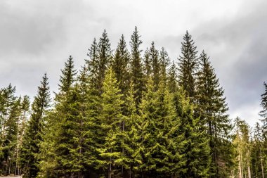 Karla kaplı güzel bir manzara - tepeli dağlar ve ağaçlar. Norveç