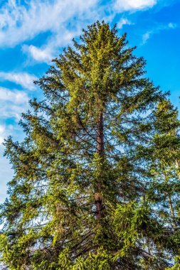 Mavi gökyüzüne karşı güzel bir çam ağacı