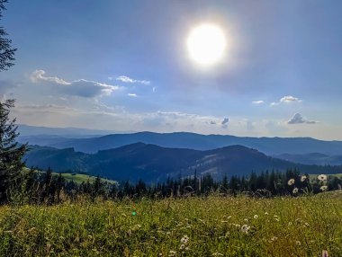Karpatya ormanının güzel manzarası