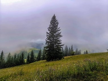 Yaz mevsiminde Karpatlar 'ın dağ manzarası
