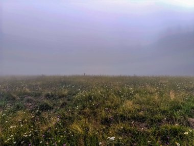 Çiçek tarlası olan güzel bir manzara