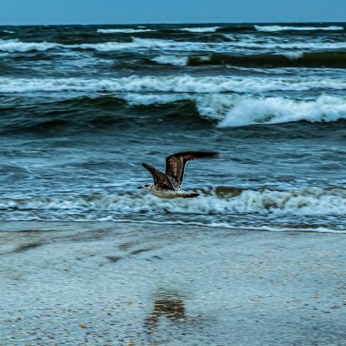 martı yazın plajda uçuyor.
