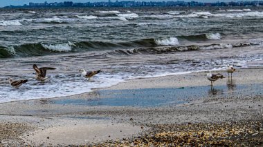 Baltık Denizi kıyısında martılar
