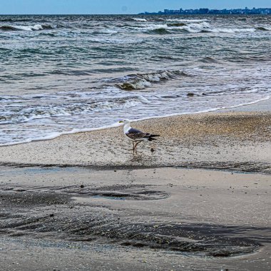 Baltık kıyılarında deniz dalgaları.