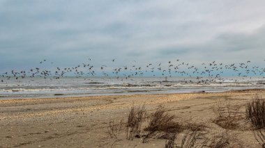 Kışın kuş sürüsü