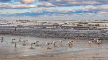 Baltık Denizi kıyısında martılar