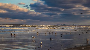 Karadeniz kıyısında uçan martılar