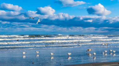 Karadeniz sahilinde beyaz martılar.
