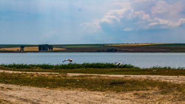 Gölde uçan bir martı sürüsünün dikey görüntüsü.