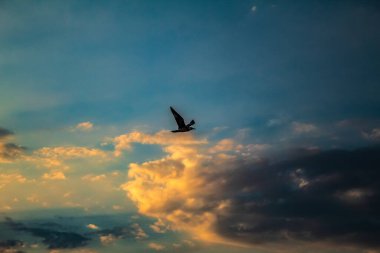 Gün batımında gökyüzünde uçan bir martı.