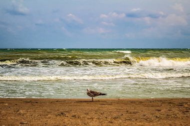 Sabah, Baltık Denizi 'ndeki sahilde martılar.