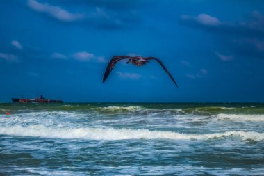 Sahilde bir teknede martılar.