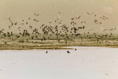 Karda güzel bir kuş