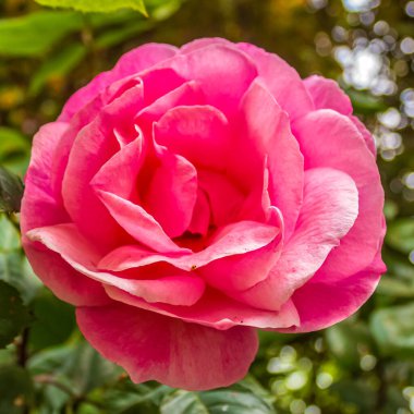 Bahçedeki pembe gül