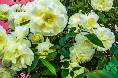 Güzel bir buket taze gül ve gül.