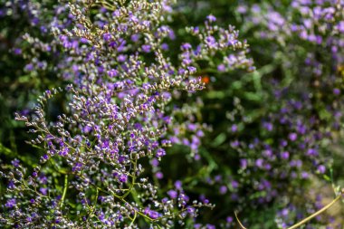 Bahçedeki güzel çiçekler
