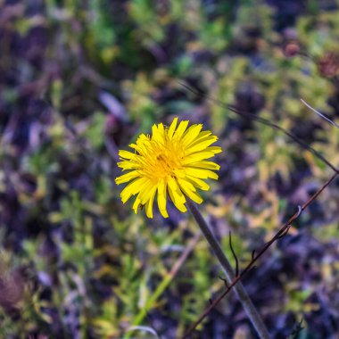 Çayırdaki sarı karahindiba