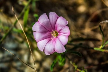 Güzel çiçek yaprakları, bitkiler