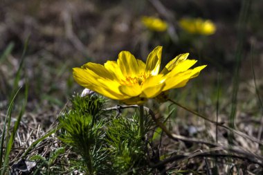 Bahçedeki sarı çiçekler