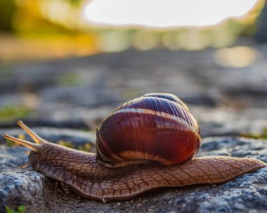 salyangoz asfalt üzerinde