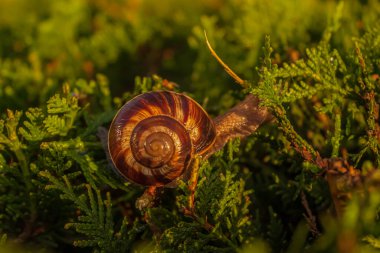 ormanda bir ağaç üzerinde salyangoz.