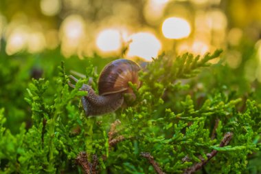 Yeşil yapraklı salyangoz