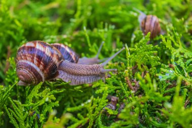 Salyangoz, salyangoz, salyangoz, salyangoz, salyangoz.