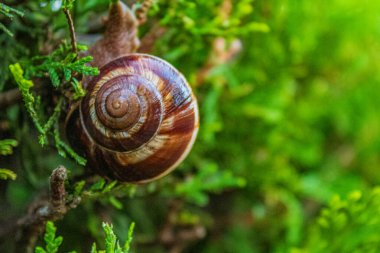 Yeşil yapraklı bir salyangoz
