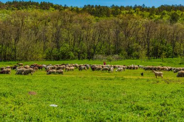 Yeşil bir ormanın arka planında otlayan bir koyun.